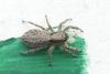 Menemerus taeniatus